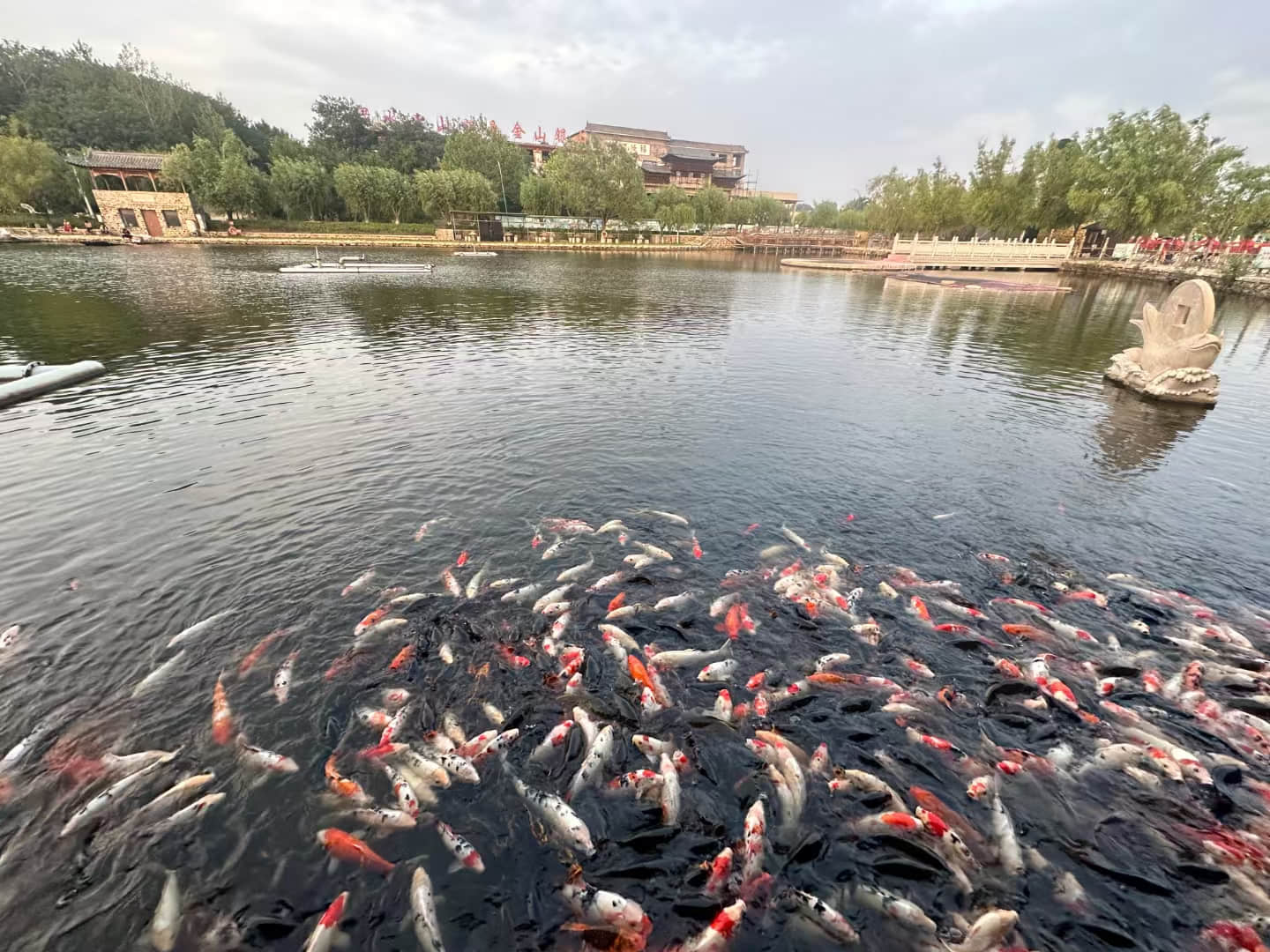 錦鯉